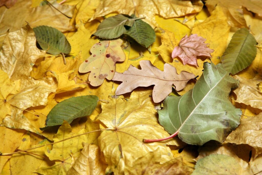 Nature Inspired Art: Leaf Rubbing